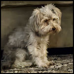 A cute dog visitor