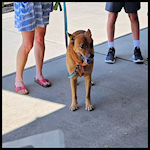 A cute dog visitor