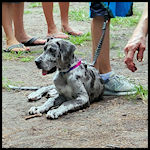 A cute dog visitor