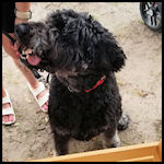 A cute dog visitor