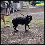 A cute dog visitor
