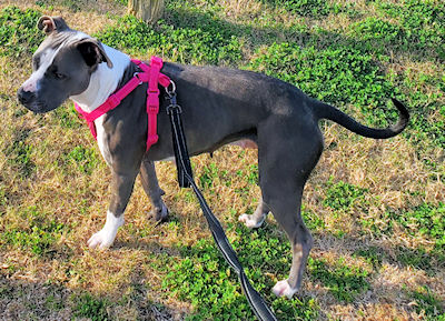 Chiquita the Pittie Princess