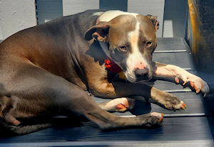 Chiquita the Pittie Princess