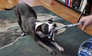 Chiquita the Pittie Princess