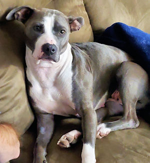 Chiquita the Pittie Princess