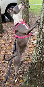 Chiquita the Pittie Princess