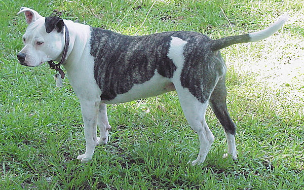Epona the Pittie Angel