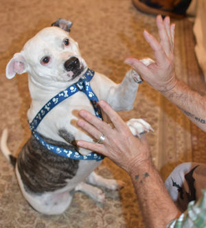 Epona the Pittie Angel