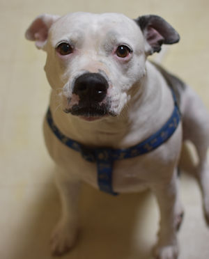 Epona the Pittie Angel