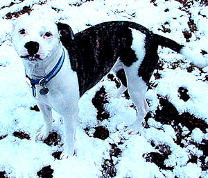 Epona the Pittie Angel