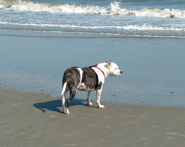 Epona the Pittie Angel